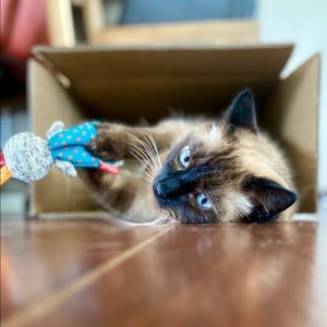 Meet your Posher, Kristy